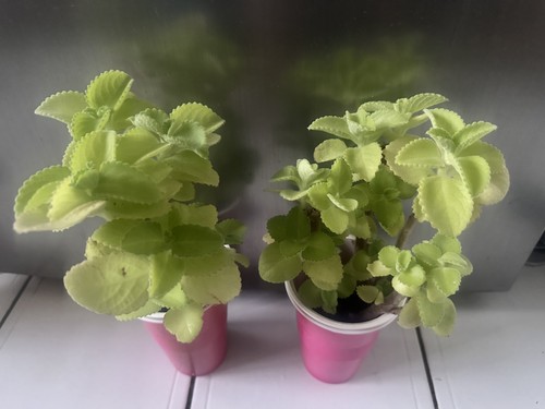 Plant sale spanish - ****plant, sale*****