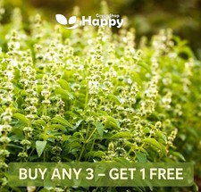 HOLY BASIL SEEDS - 1000 seeds