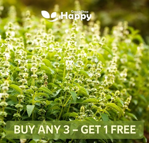 Holy basil seeds 1000 - holy,