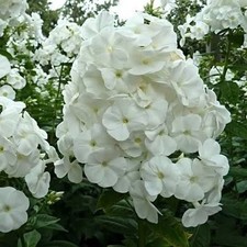 Phlox P. 'White Admiral' Tall