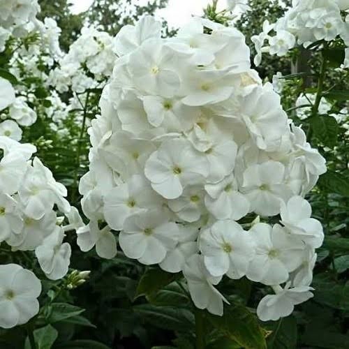 Phlox white admiral - phlox, p.