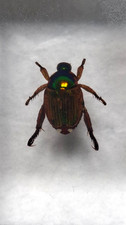 Small Real Bug/Beetle  Insect In Glass