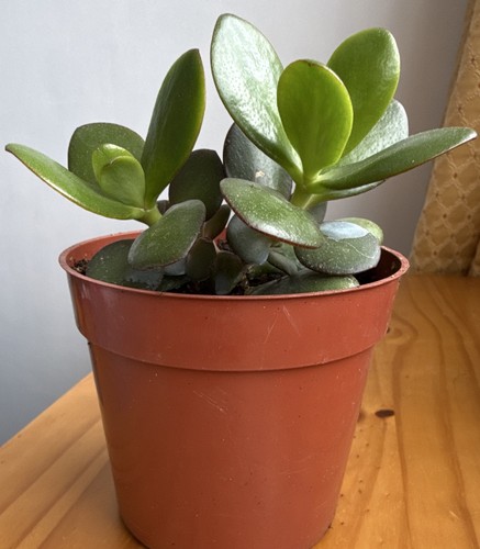Jade plant green - (crassula),
