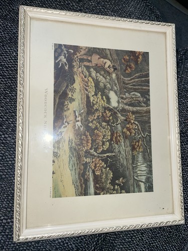 Rare woodcock shooting print - woodcock,
