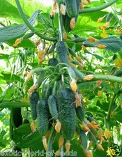 RUSSIAN ORIGINAL PICKLING CUCUMBER SEEDS - PROLIFIC F1 HYB 6-8 FROM ONE SPOT !