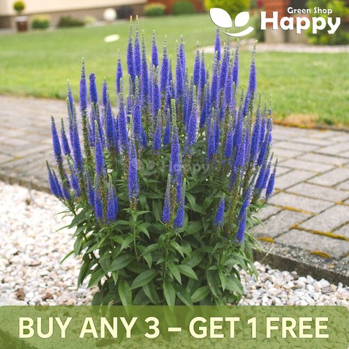 Spiked speedwell veronica - speedwell,