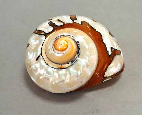 Superb polished giant - superb,