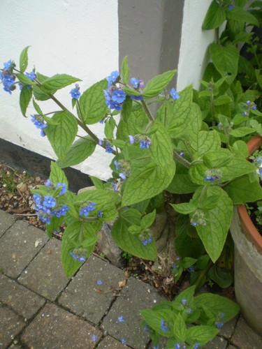 Organic norfolk blue - norfolk,
