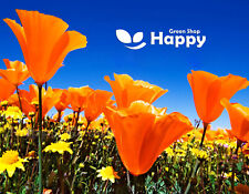 CALIFORNIAN POPPY GOLDEN WEST