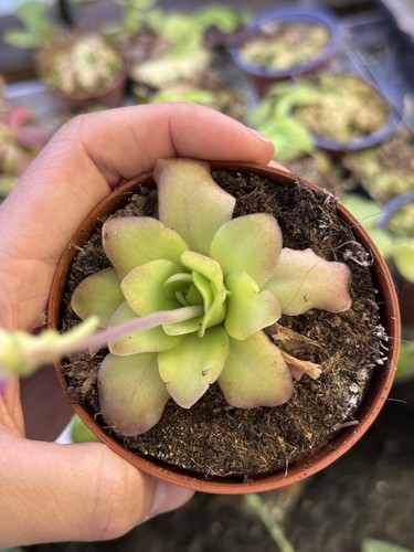 Pinguicula guatemala - pinguicula,