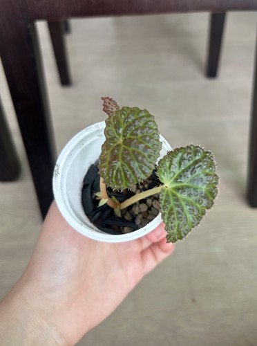 Begonia black mountain - “black, mountain”