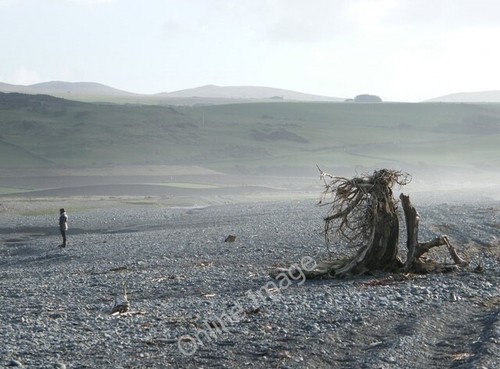 Photo 6x4 strange treetrunk - strange,