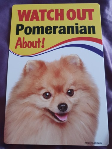 Watch out pomeranian about dog - about,