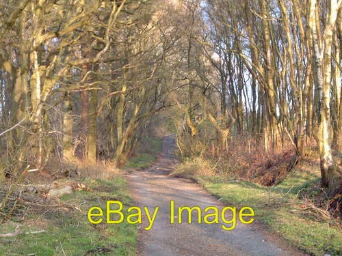 Photo 6x4 snape - photo, rake