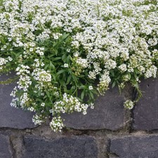 100 Snow Carpet Alyssum Seeds UK Easy To Grow Hardy Annual Ground Cover Flowers
