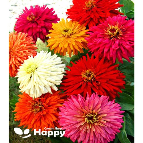 Zinnia super cactus mixed - super,