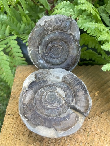 Dactylioceras tenuicostatum - dactylioceras,