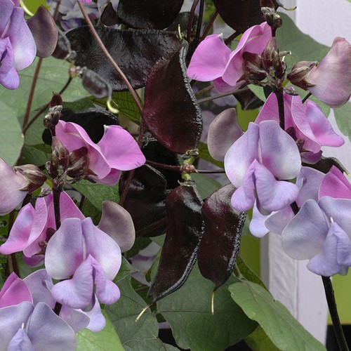 Ruby moon hyacinth bean vine - ruby,