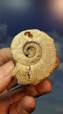 Jurassic Ammonite