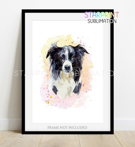 Border collie wall art - border,