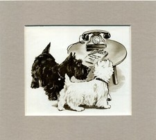 ~ Scottish & West Highland