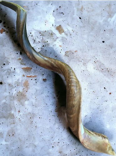 Kudu yemenite shofar - yemenite,