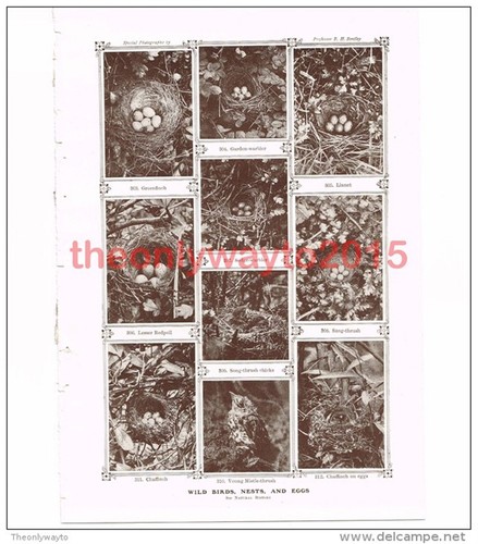 Wild birds nests and - wild, eggs