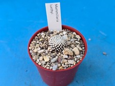 MAMMILLARIA LUETHYI 1.5CM CACTUS PLANT