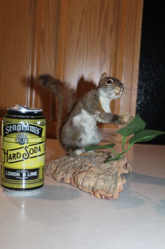 Vtg taxidermy pine red - vtg,
