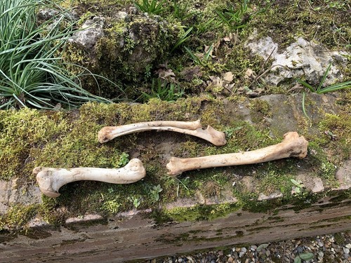 Real animal bones deer bone - bones,