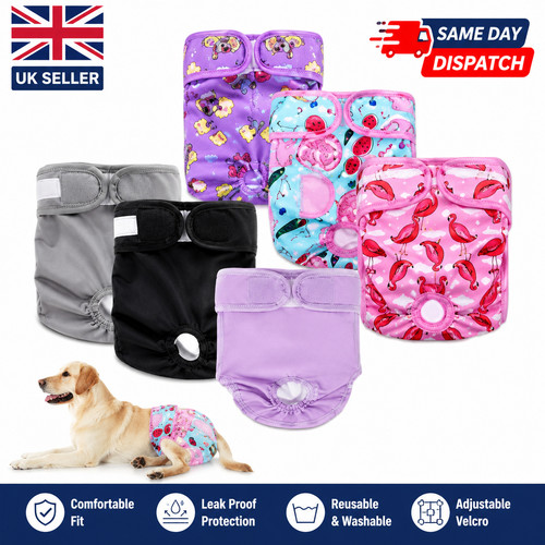 Female dog pet season heat - female,