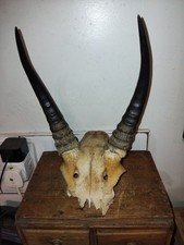 Vintage African Springbok Horns unmounted Taxidermy ANTIDORCAS MARSUIALIS