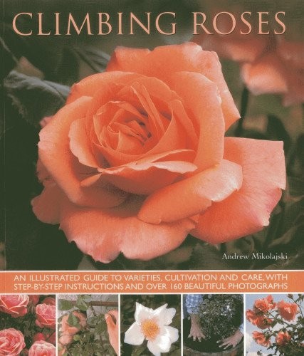 Climbing roses andrew - climbing, roses-andrew