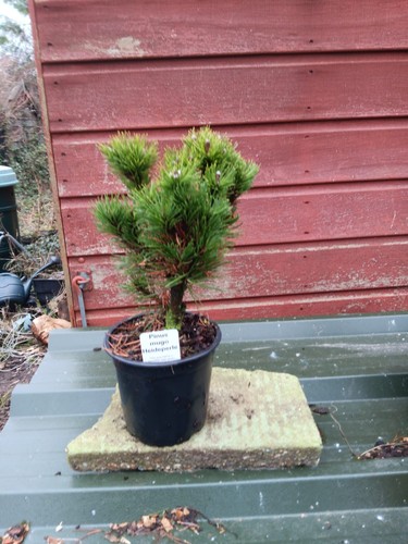 Pinus mugo heideperle - pinus,
