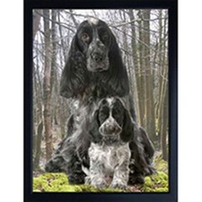 COCKER SPANIEL BLUE ROAN WITH