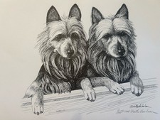 Australian Terrier pair print