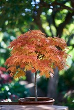 Acer palmatum ‘Orange