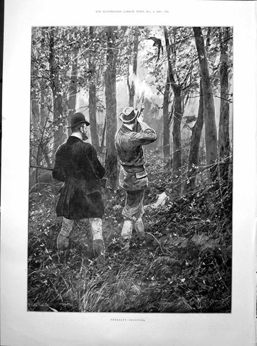 Antique old print pheasant - old,