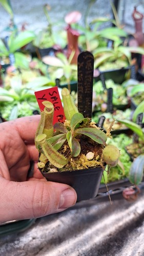 Nepenthes veitchii hose - nepenthes, (veitchii
