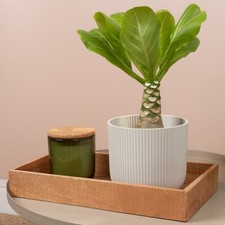 Brighamia Hawaii Palm Plant - Vulcan Palm Flowering Indoor Houseplant in Pot