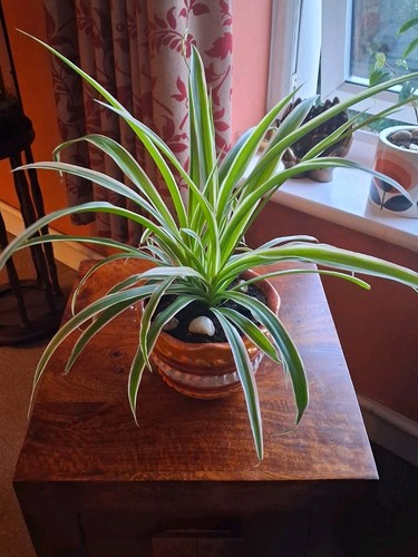 Spider plant vintage - plant,