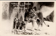 LIONS, African Lioness & Cubs