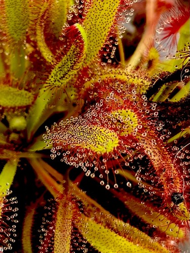 Drosera capensis cape sundew - drosera,