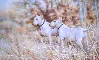 English bull terriers - english,