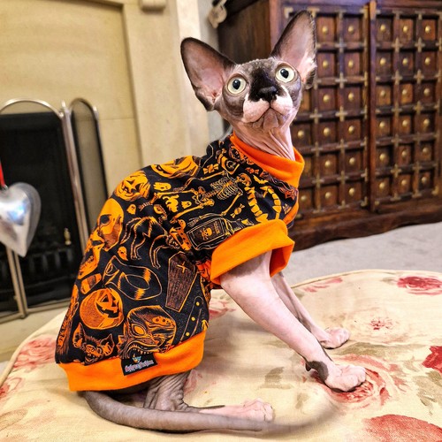 Pumpkin cotton knit sphynx - -,