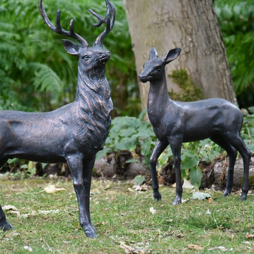 Medium elegant stag and doe
