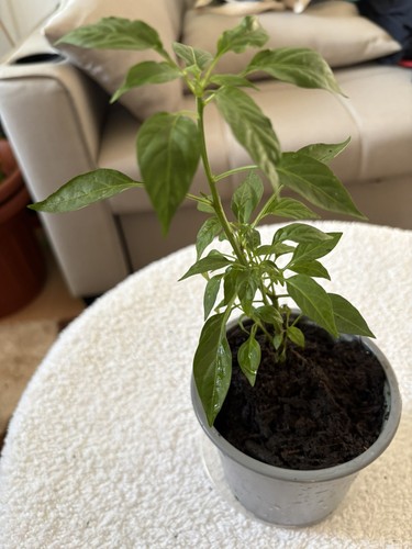 Thai dragon chilli - 1,