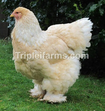12+ GIANT LARGE FOWL ~LEMON