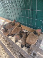 Buff Brahma  Hatching Eggs 12