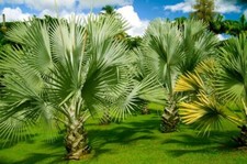 15 Mexican Fan Palm Tree Seeds